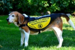 Dossard Pour Chien "Besoin D'Espace" - Beli Concept