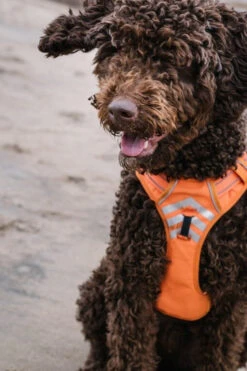 Harnais MOE Orange Pour Chiens - Le Chien Blanc -ANIMOBOUFFE SOLDES 50600 3 optimize