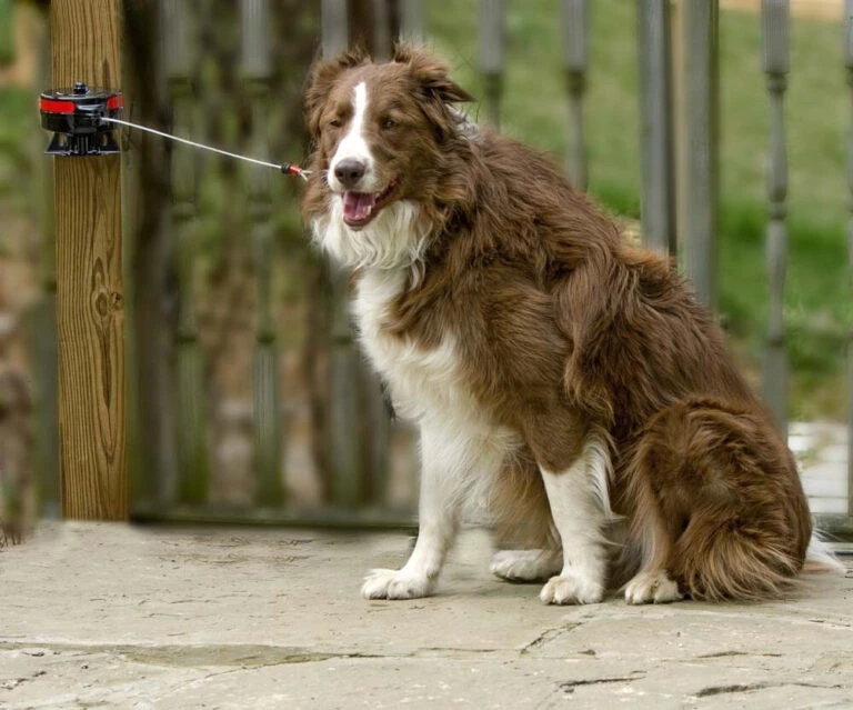 ANIMOBOUFFE SOLDES -ANIMOBOUFFE SOLDES 62425 3 optimize 768x639 1