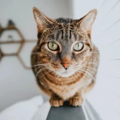 Nourriture Sans Grains Au Saumon Pour Chats - Go! Skin + Coat Care -ANIMOBOUFFE SOLDES Pc2662 3 optimize