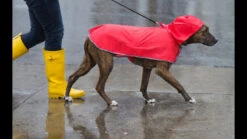 Poncho Imperméable Rouge Compact Pour Chiens - Rc Pets -ANIMOBOUFFE SOLDES d82387 5 optimize