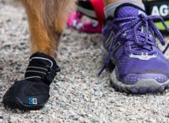 Botte Pour Chiens 4 Saisons Noire - Canine Equipment -ANIMOBOUFFE SOLDES d834640 4 optimize