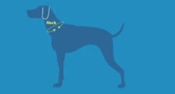 Sac-à-Dos Pour Chiens Quest Day Pack Noir - RcPets -ANIMOBOUFFE SOLDES harnais rcpet jpg 3 optimize