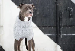 Chandail De Laine Gris Pour Animaux - Go Fresh Pet 6 Chandail De Laine Gris Pour Animaux - Go Fresh Pet -ANIMOBOUFFE SOLDES mm0730 3 optimize