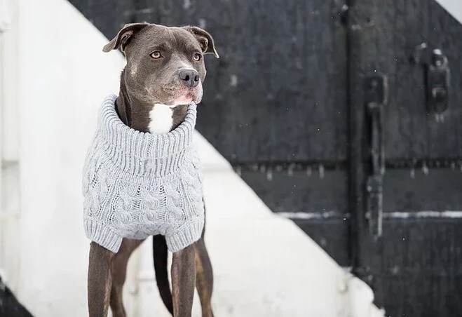 Chandail De Laine Gris Pour Animaux - Go Fresh Pet 3 Chandail De Laine Gris Pour Animaux - Go Fresh Pet - Image 3