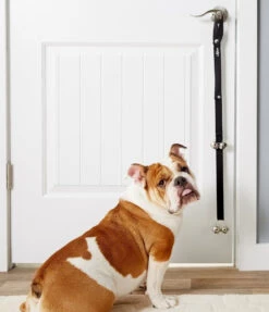 Cloche D'Entrainement Noir Pour Chiens – Advance -ANIMOBOUFFE SOLDES y84304 3 optimize