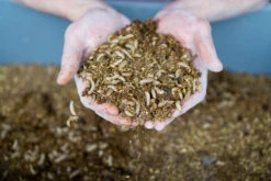 Gâterie D'Insectes Séchés - Choix Nature -ANIMOBOUFFE SOLDES y99900 2 optimize